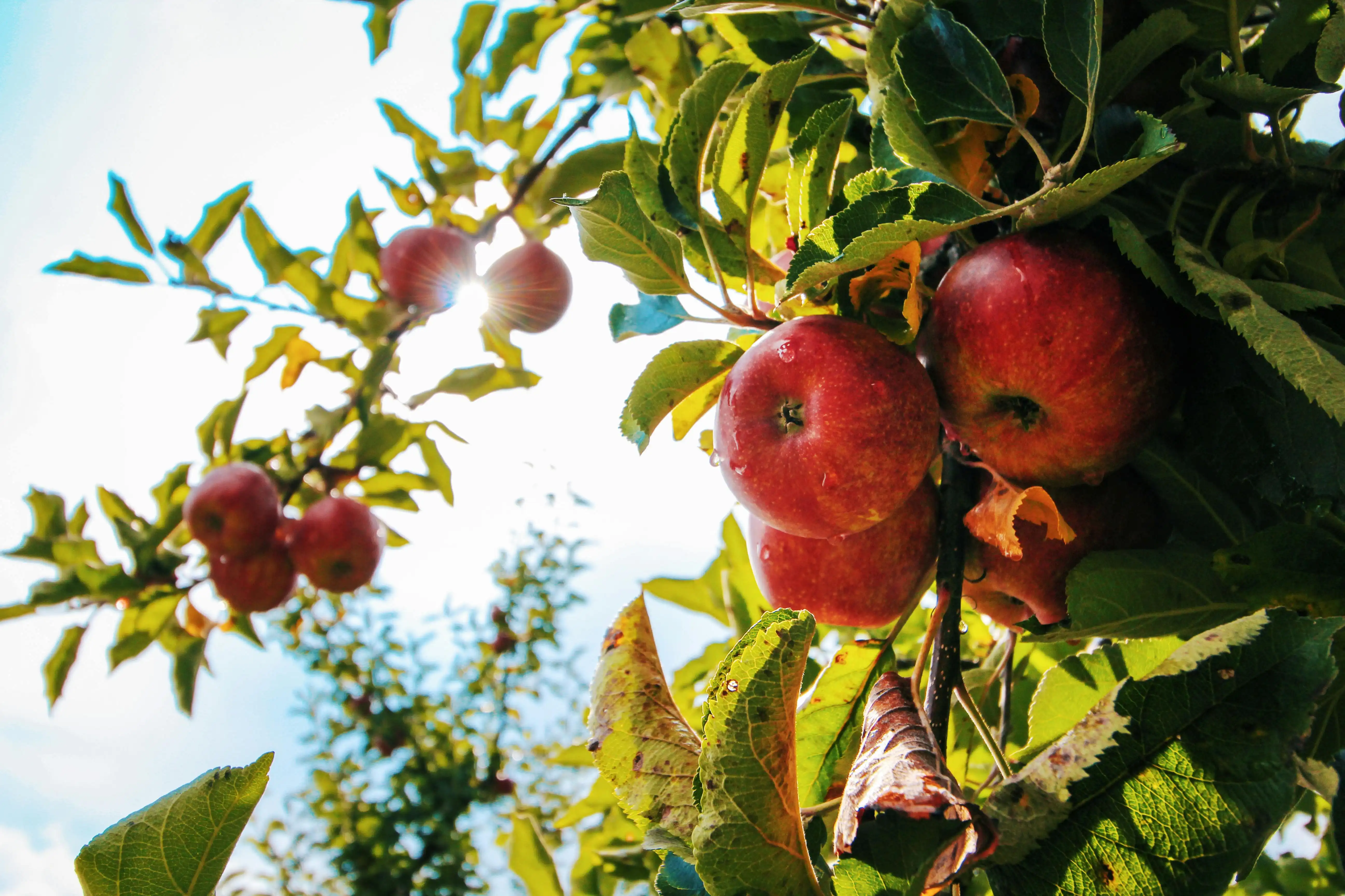 A sunlit orchard